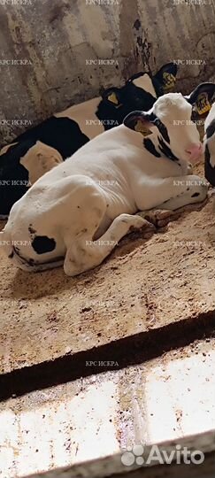 Телята бычки до 4мес