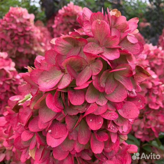 Новинка мировой селекции гортензия Бонфайер