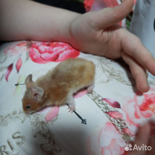 Хомяк-девочка. Джунгарик и сирийский