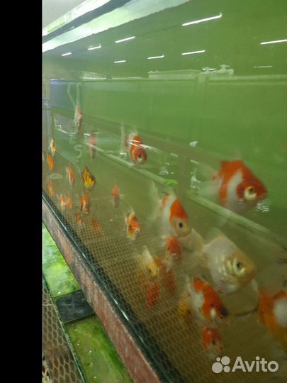 Золотая рыбка оптом