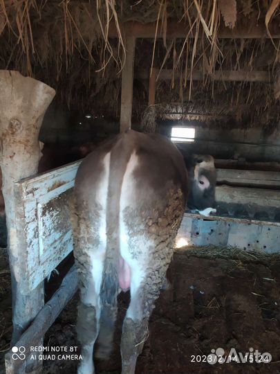 Бычок на племя