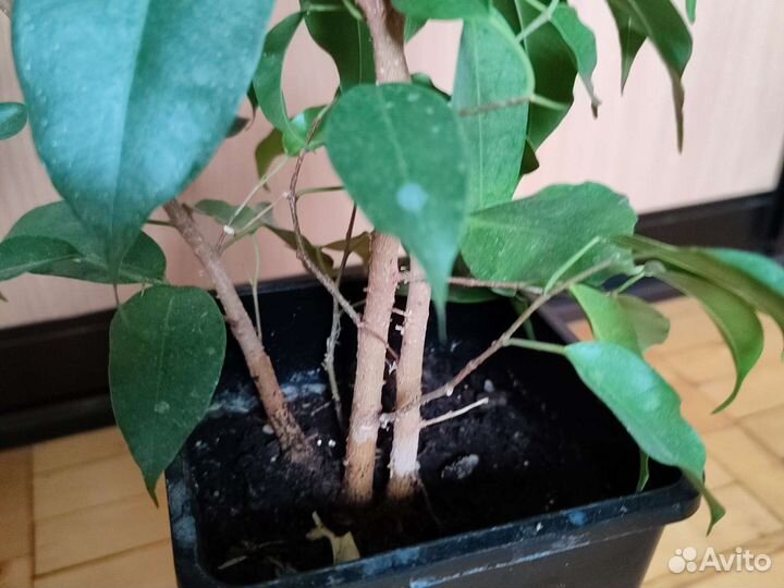 Фикус бенджамина