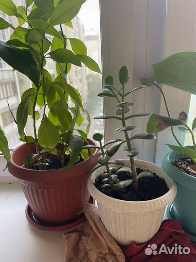 Комнатные растения