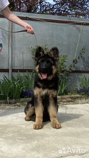 Кобель немецкой овчарки
