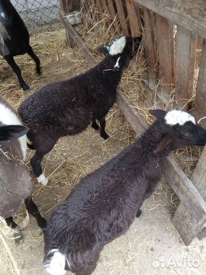 Ягнята баранчики