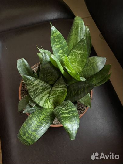 Сансевиерия