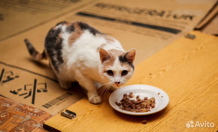 Отдам кошечку