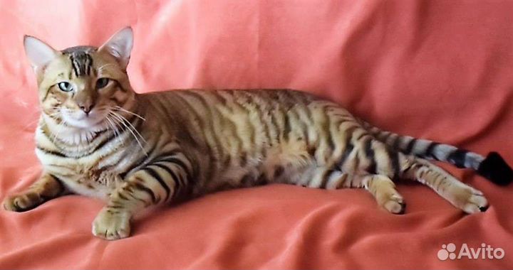 Тойгер котята