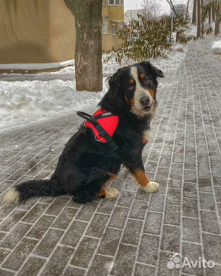 Шлейка для собаки