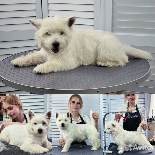 Груминг собак