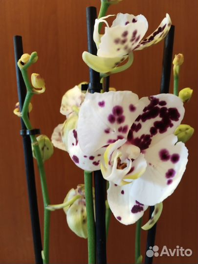 Орхидея фаленопсис Марракеш бабочка 3 ствола