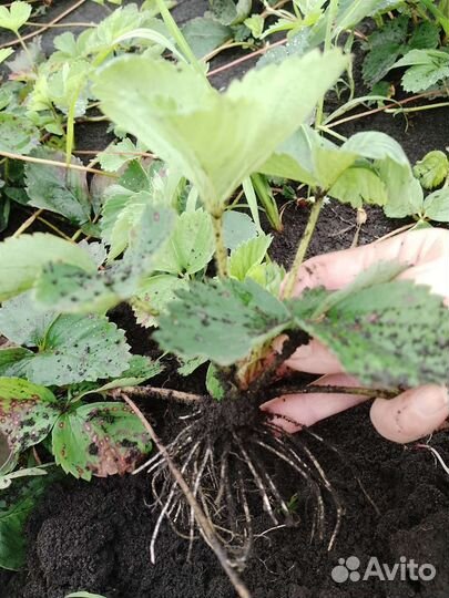 Продаются усы клубники #чёрный принц#