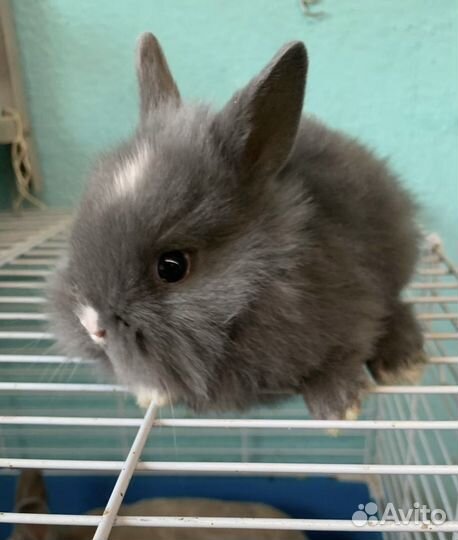 Крольчата