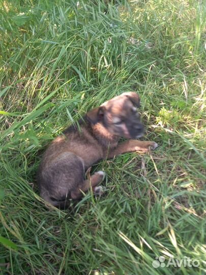 Парень 1 месяц. Будет ниже колена