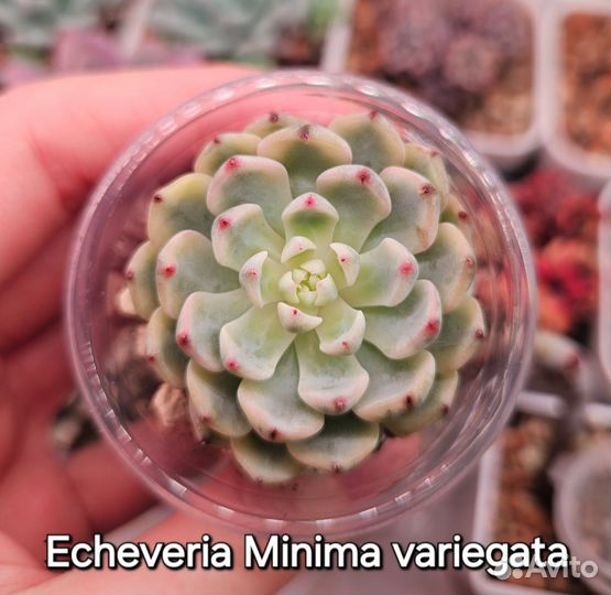 Суккуленты (5)