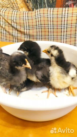 Цыплята