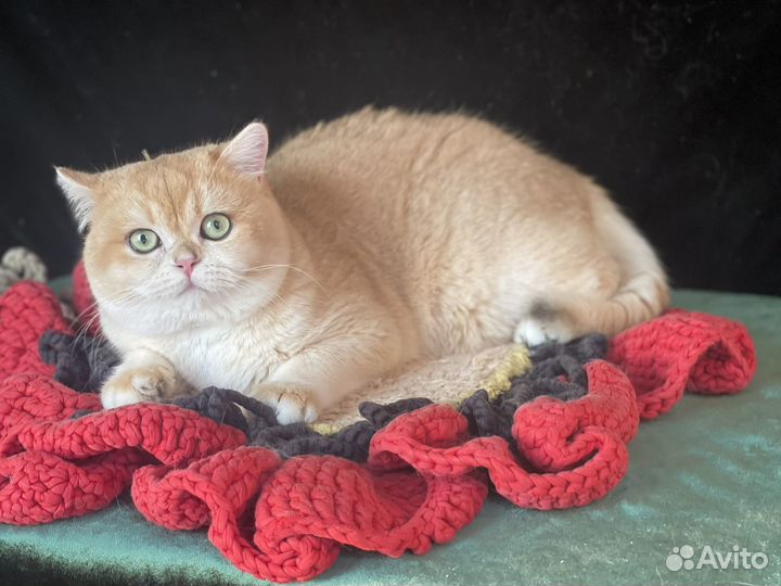 Британский золотой котик