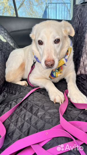 Взрослый лабрадор в добрые руки