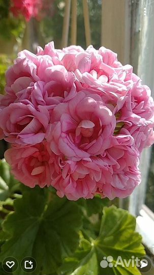 Пеларгония сортовая