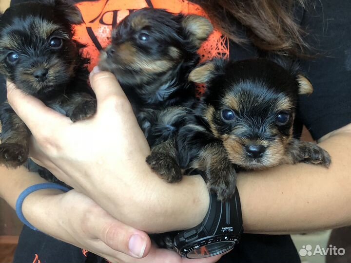 Щенки цветного йоркширского терьера