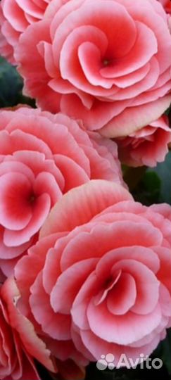 Бегония элатиор Бориас