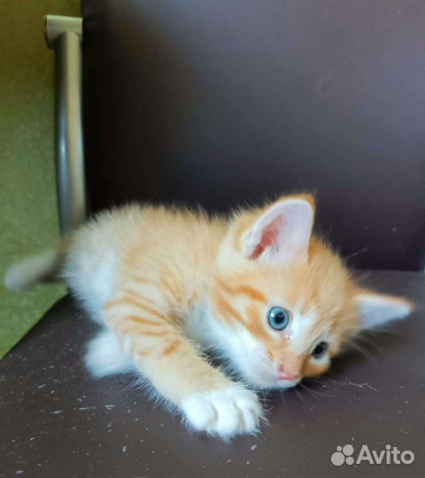 Котята мальчики и девочки ищут дом