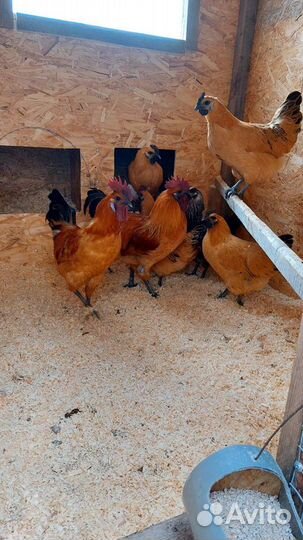 Куры Маран. Лакеданзи. Фавероль