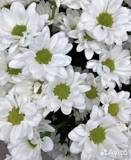 Хризантема