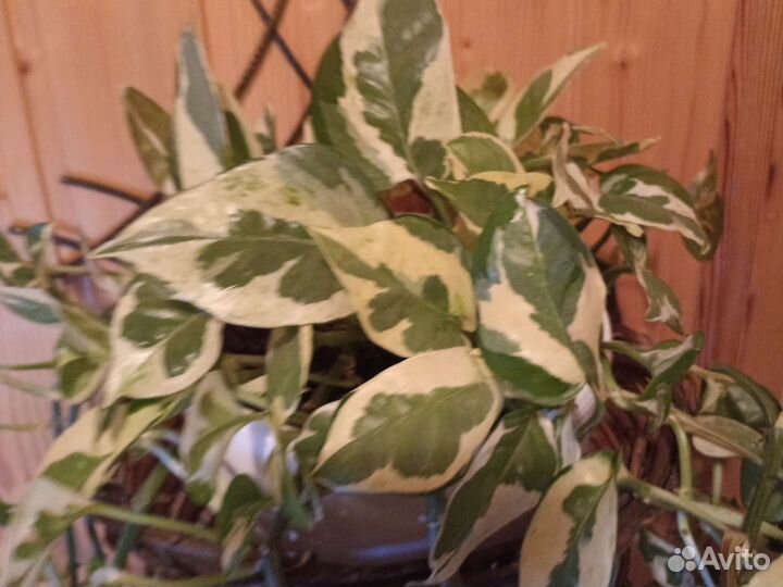 Эпипремнум Н джой