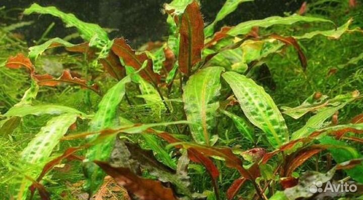 Аквариумные растения