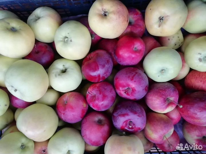 Саженцы яблонь