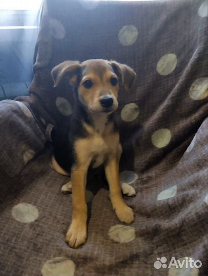 Щенок девочка в добрые руки