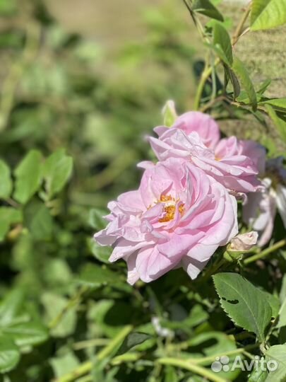 Шиповник махровый розовый