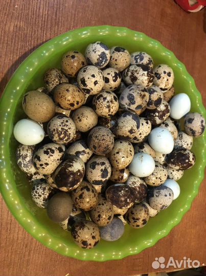 Гусь, утка, курица, перепелка и другая птица