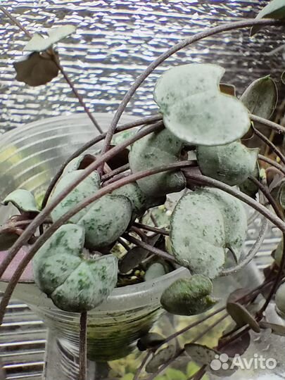 Ceropegia Silver Glory