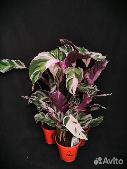 Калатея white fusion 14/45-60