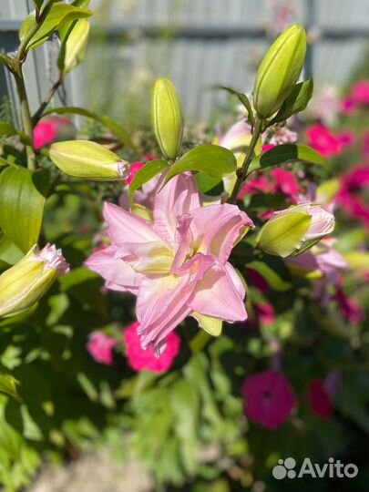 Лилии из Европы