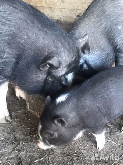 Хряк услуги на племя Вьетнамской породы