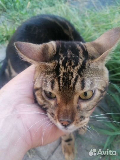Продам бенгальского кота чистый бенгал