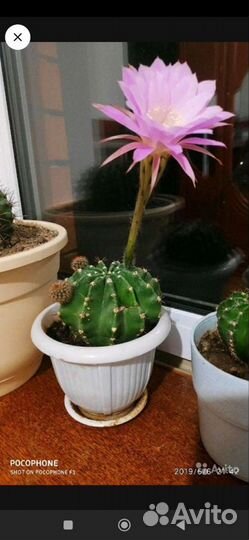 Кактус цветущий