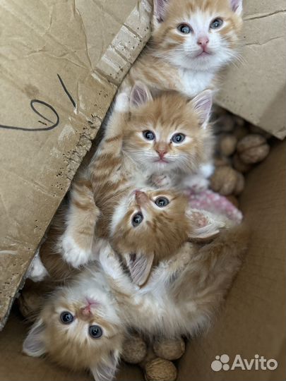 Сибирские котята