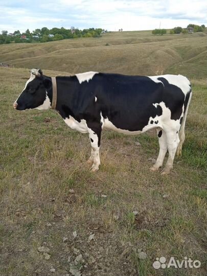 Продаю нетель