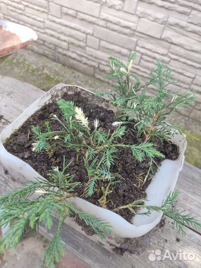 Можжевельники 3 вида