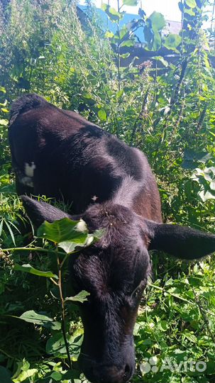 Продам телочек