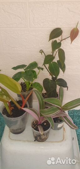 Филодендрон