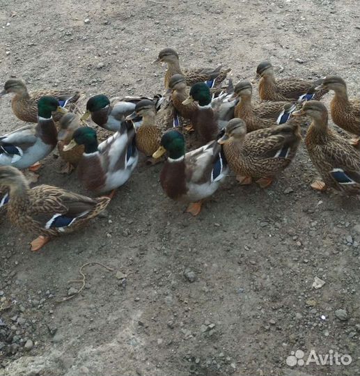 Подсадные дикие утки