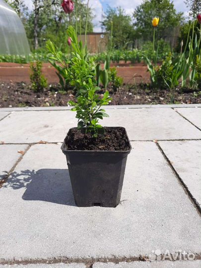 Саженцы самшита