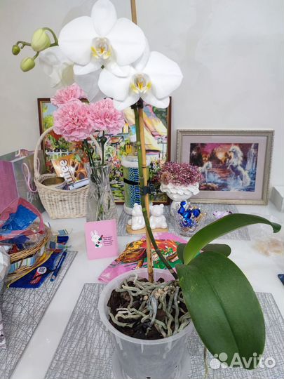 Орхидея фаленопсис белая