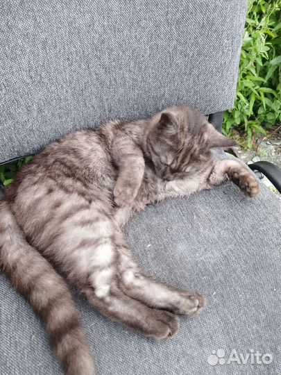 Молодой кот