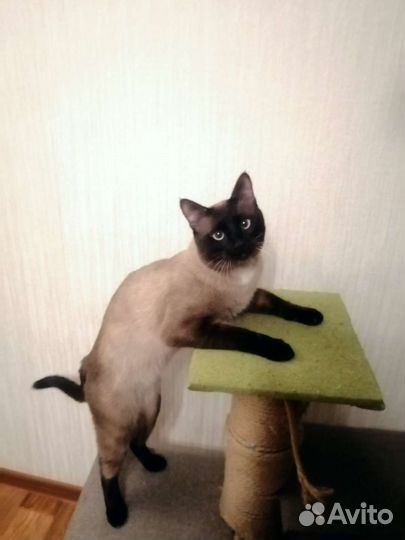 Кот вязка